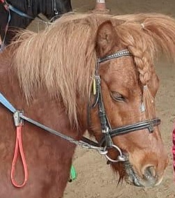 Gowing - Hongre thérapeute