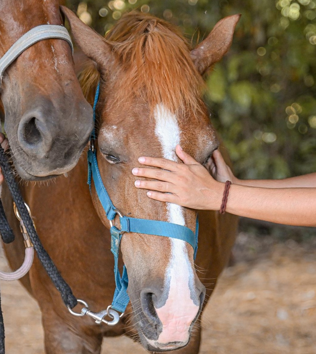 Smelfy - Jument thérapeute