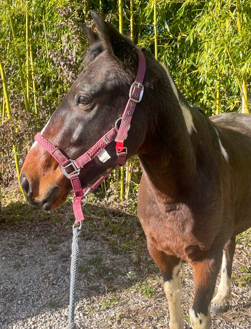 Tom - Hongre thérapeute